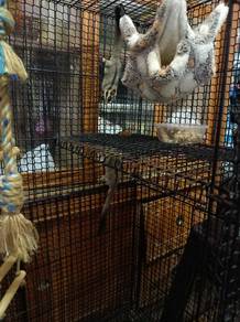 sugar glider