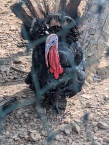 ayam belanda 
