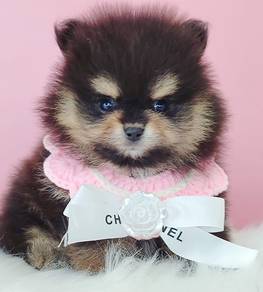 Tiny Pomeranian