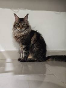 mainecoon female 
