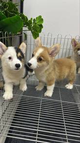 Corgi Male n Female Puppies