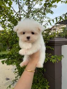 Pure Maltese puppy
