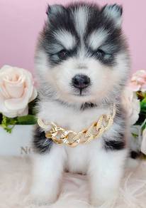Husky