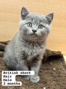 Bsh Blue Male