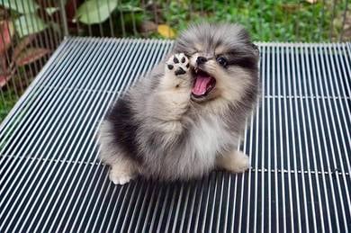 pomeranian vv