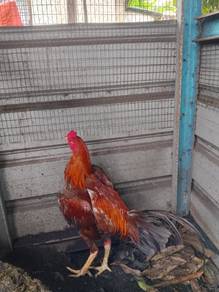 anak muda pama