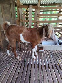 kambing jantan 