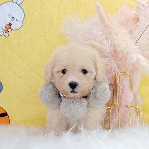 Poodle