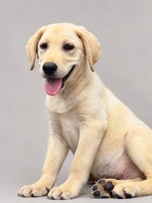 Labrador Retriever Male Puppy