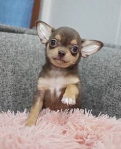 CHIHUAHUA PUPPIES CH249🌷 Head Apple Female