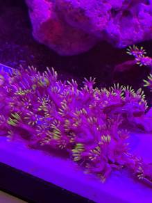 Green Star Polyps (GSP)