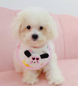 Bichon