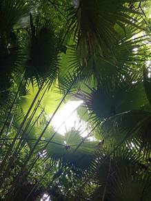 Pokok serdang hutan