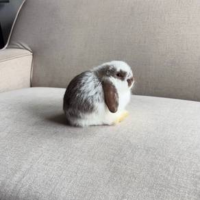 Holland lop bunny rabbit arnab