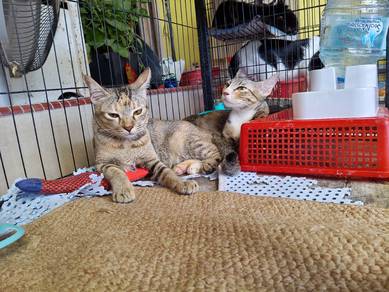 Cat Adoption 