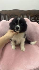 边牧女
Border Collie 
Female
F-1
Dob : 03-04-26