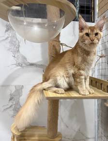 Mainecoon - Purebred Male