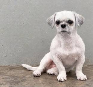 Shih Tzu Female