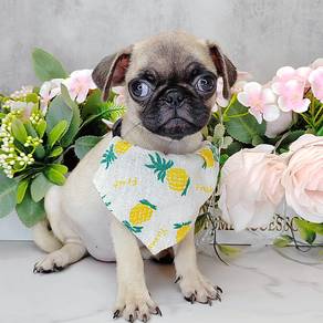 Pug