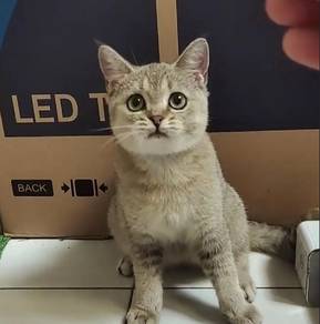 British Shorthair Golden Black Ticked