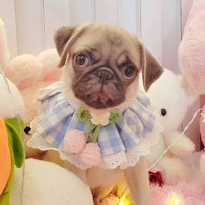 Pug