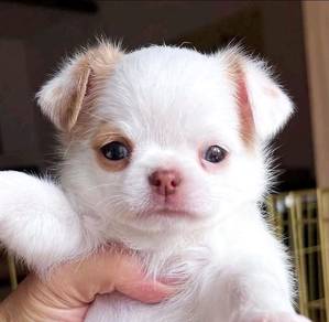 Chihuahua ~7