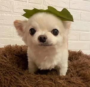 Chihuahua
