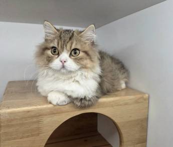 Import Minuet short leg for sale