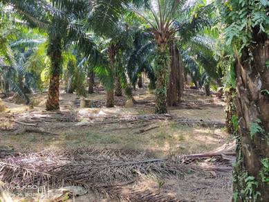 Agricultural Land in Seremban, NSN