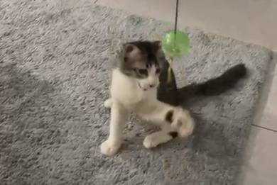 Lovely cat for sale