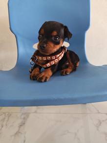 Pure! Mini Pinscher Puppy Male 0105A