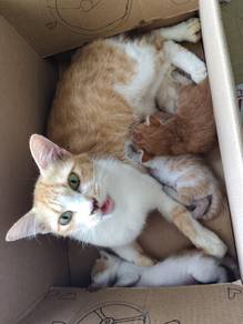 kucing kampung 3 anak umur 3 minggu