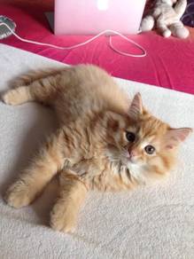 Orange Mainecoon Kitten