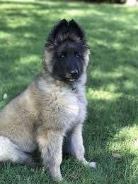 rare german sheperd puppy breed belgium truver