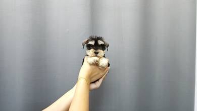 SS6001 Mini Schnauzer black silver #MKA cert