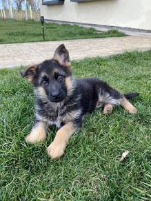 KS_GS63RT MKA German Shepherd puppies dog