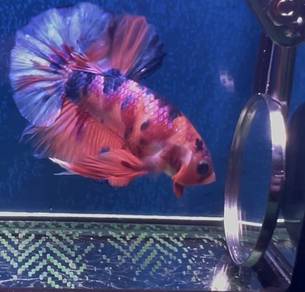 betta fish