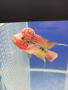 Ikan Flowerhorn Kamfa Two Tone_04