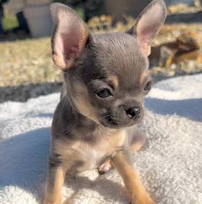 apple head Chihuahua short got 