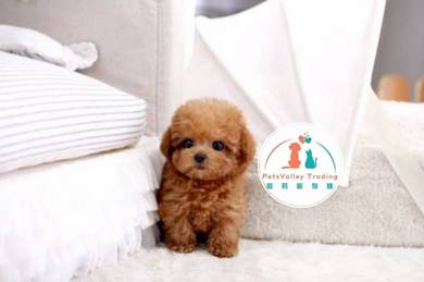 Poodle