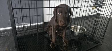 Chocolate Labrador 