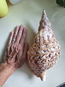 RARE Triton Trumpet Seashell Symbol of Wealth & Pr