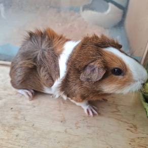 Guinea pig