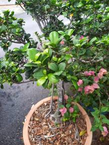 ​Pokok Bonsai Ficus Jejawi untuk Dijual
