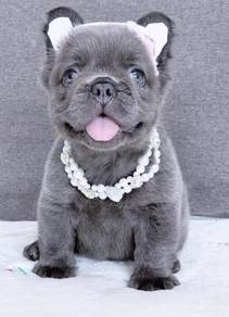 FRENCH BULLDOG PUPPIES VIP146 🌻 Long Fur / Girl