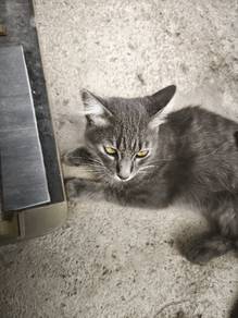 Kucing 