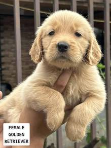 Golden puppies6