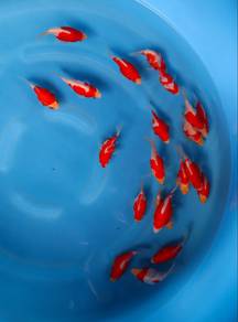 Japanese koi