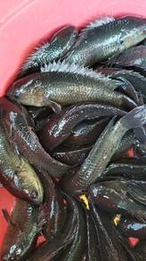 ikan puyu
