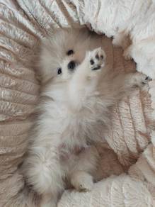 U6647 Tail-wagger Pomeranian Teddy Bear Dog Cute F